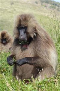Gelada Monkey Journal: 150 Page Lined Notebook/Diary