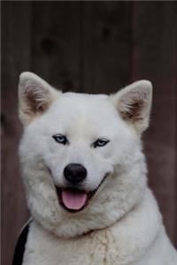White Akita Inu (Husky Hybrid) Dog Journal