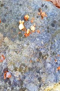 Acorn Pieces Rock Surface Journal