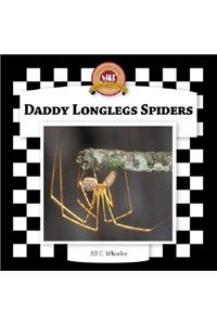 Daddy Longlegs Spiders