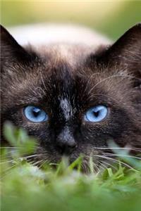 Awesome Siamese Cat with Blue Eyes Up Close Journal