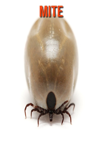 Mite