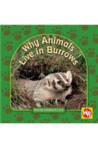 Why Animals Live in Burrows