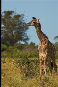 Lovable Young Giraffe Animal Journal