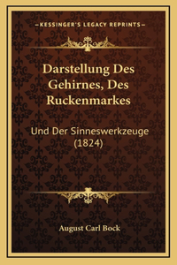 Darstellung Des Gehirnes, Des Ruckenmarkes