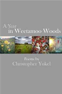 Year In Weetamoo Woods