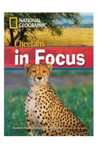 Cheetahs in Focus (Book with Multi-Rom)