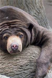 Sun Bear Journal