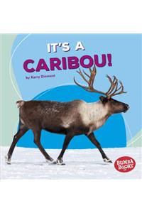 It's a Caribou!