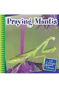 Praying Mantis