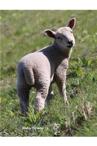 Baby Sheep