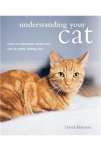 Understanding Your Cat: How to Interpret What Your Cat Is Really Telling You