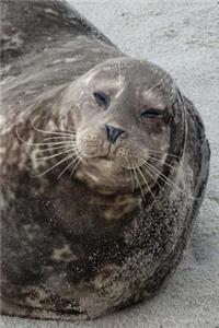Sea Lion Notebook
