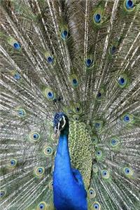 Peacock And Its Perfect Plumage Notebook