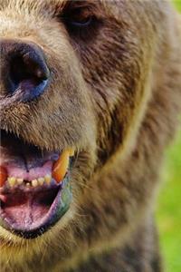 Derpy Looking European-Brown Bear