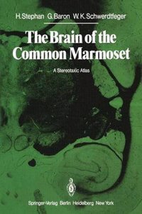 The Brain of the Common Marmoset (Callithrix jacchus)