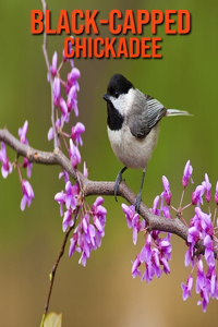 Black-Capped Chickadee