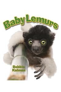 Baby Lemurs