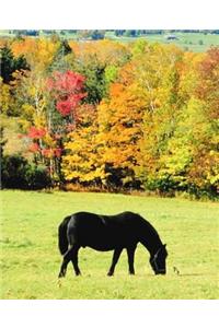 Horse Photo School Composition Book Equine Horse Grazing Autumn Scenery