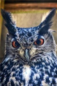 Eagle Owl Bird Journal