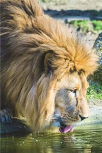 African Lion Getting a Drink of Water Journal