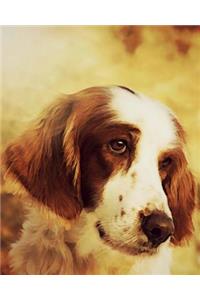 Irish Red and White Setter