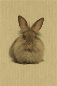 Lionhead
