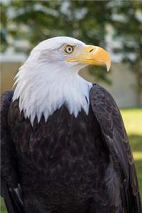 Bald Eagle Bird of Prey Portrait Journal