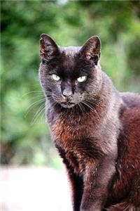 Black Cat Sitting With Quiet Dignity Journal