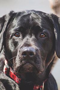 2020 Daily Planner Black Lab Pet Dog Labrador Retriever Photo 388 Pages