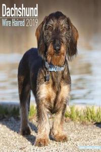 Dachshund Wire Haired Calendar 2019