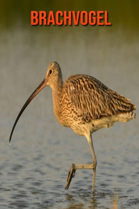Brachvogel