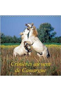 Crinieres Au Vent De Camargue 2017