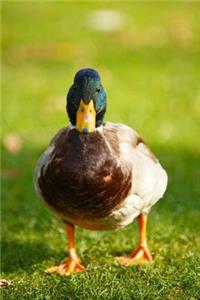 Mind Blowing Mallard Journal