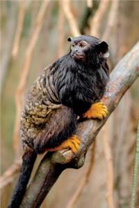Red-Handed Tamarin Journal