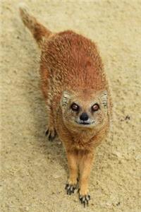 Say Hello to the Yellow Mongoose Journal