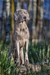 Weimaraner