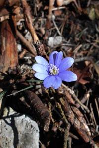 Beautiful Liverwort Flower in Spring Journal