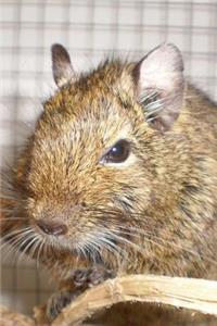 A Common Degu Brush-Tailed Rat (Octodon degus) Journal