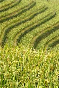 Beautiful Green Terraced Rice Field on a Hill Journal