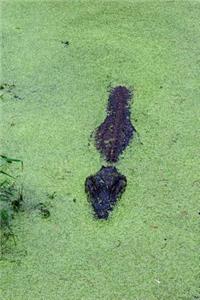 Alligator in a Murky Swamp Journal