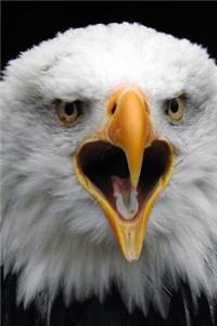 Awesome Bald Eagle Close Up Raptor Bird Journal