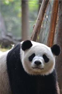 An Amazing Giant Panda Bear Journal
