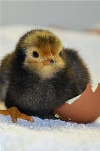 Chick Newly Hatched from the Shell Journal