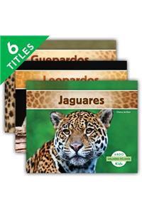 Grandes Felinos (Big Cats) (Set)