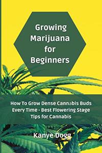 Growing Marijuana for Beginners