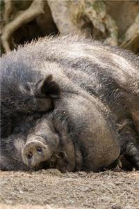 Super Fat Pot bellied Pig Napping Journal