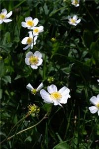 Ranunculus Aconitifolius Mountain Flowers Journal