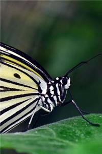 Butterfly Notebook