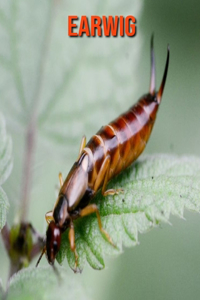 Earwig